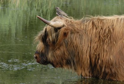 Schotse Hooglander