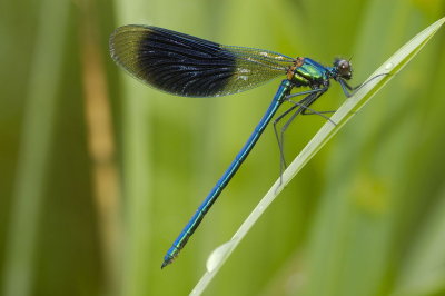 WEIDEBEEKJUFFER  banded demoiselle