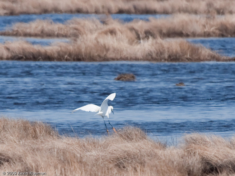 Snowy Egret  0052