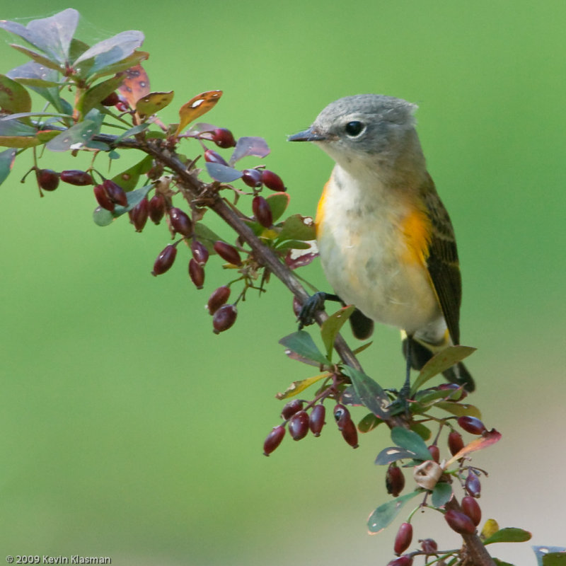 American Redstart (jm) - Heron Pond - August 19, 2009