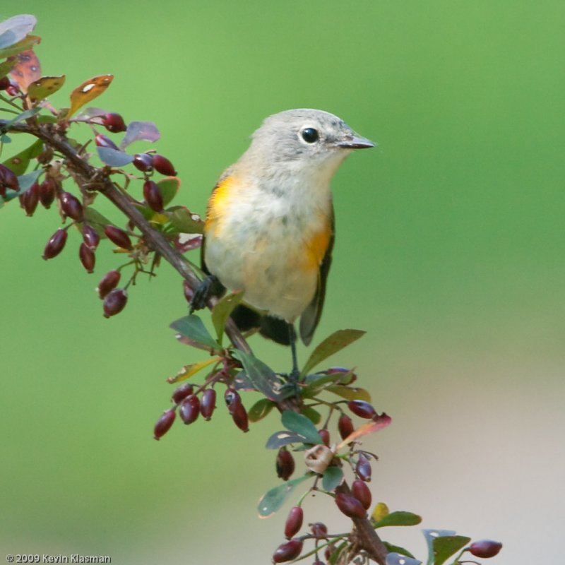 American Redstart (jm) - Heron Pond - August 19, 2009