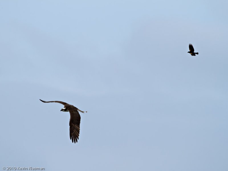 Red-winged Blackbird chasing Osprey