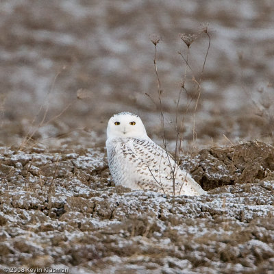 Snowy Owl - Milford NH - December 30, 2008