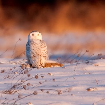 Milford NH Snowy Owl after a snowfall