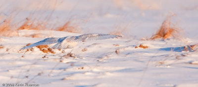 20090109_Milford-NH_0036-Edit.jpg