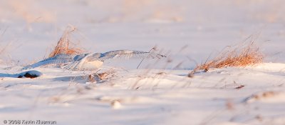 20090109_Milford-NH_0037-Edit.jpg