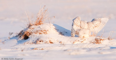 20090109_Milford-NH_0041-Edit.jpg