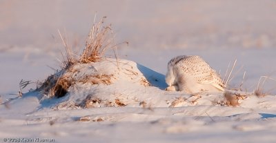 20090109_Milford-NH_0046-Edit.jpg
