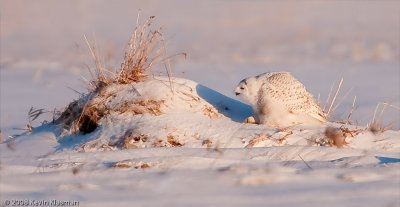 20090109_Milford-NH_0047-Edit.jpg