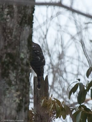 Sharp-shinned Hawk?