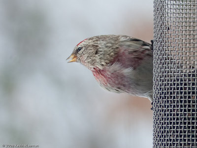 Male Common Redpoll 2