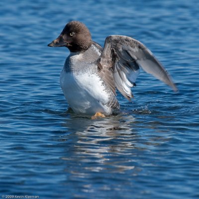 Common Goldeneye