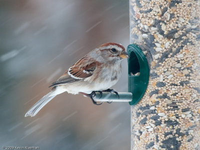 American Tree Sparrow - Heron Pond - March 9, 2009