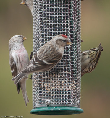 Hoary Redpoll?