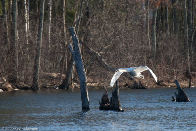 20090324_Nashua-River_0106