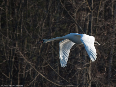 20090324_Nashua-River_0109