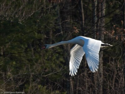 20090324_Nashua-River_0112