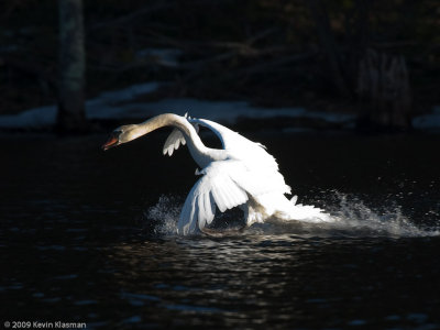 20090324_Nashua-River_0115