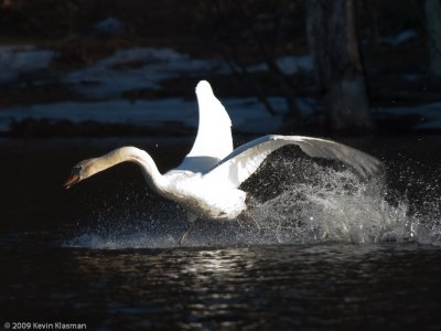 20090324_Nashua-River_0118