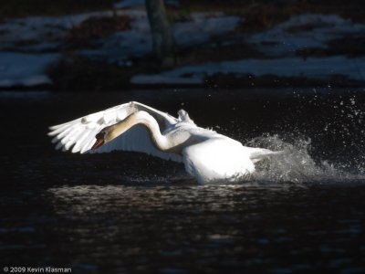 20090324_Nashua-River_0119