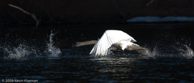 20090324_Nashua-River_0121
