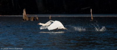 20090324_Nashua-River_0146