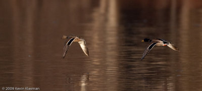 20090331_Nashua-River_0004