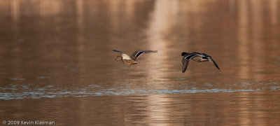 20090331_Nashua-River_0005