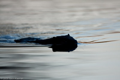 20090331_Nashua-River_0038