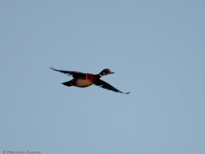 20090331_Nashua-River_0066