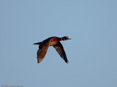 20090331_Nashua-River_0067