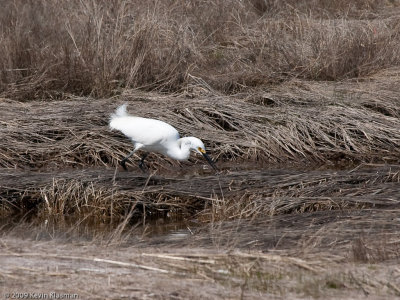 Snowy Egret 0011