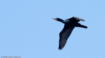 Double-crested Cormorant 0017