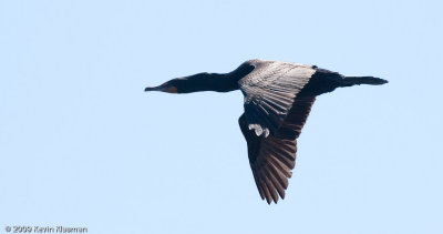 Double-crested Cormorant 0033