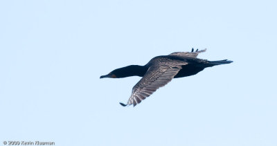 Double-crested Cormorant 0037