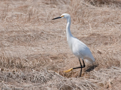 Snowy Egret  0047