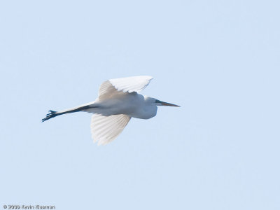 Great Egret 0058