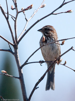 Song Sparrow 0078