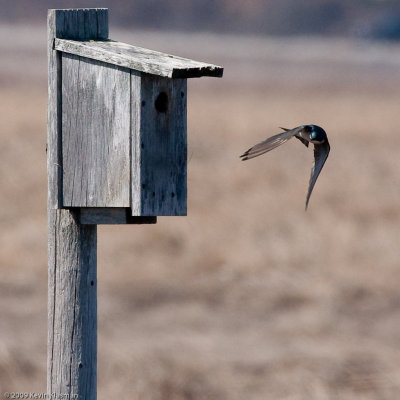 Tree Swallow 0081