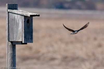 Tree Swallow 0082