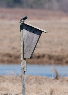 Tree Swallow 0090