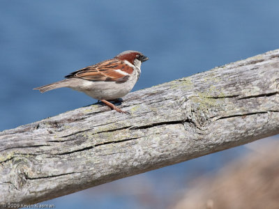 House Sparrow 0092