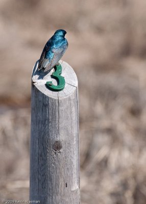 Tree Swallow 0095