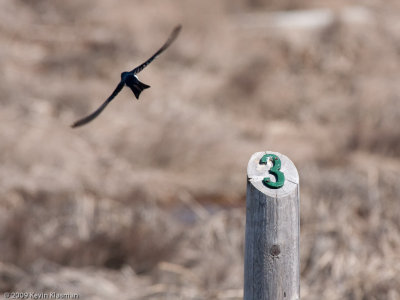 Tree Swallow 0096