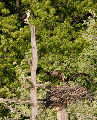 20090530_Nashua-NH_0106