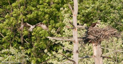 20090530_Nashua-NH_0126-