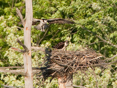 20090530_Nashua-NH_0131