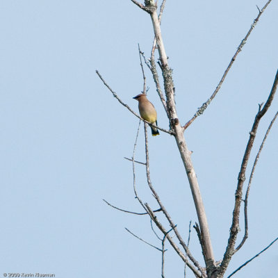 Cedar Waxwing