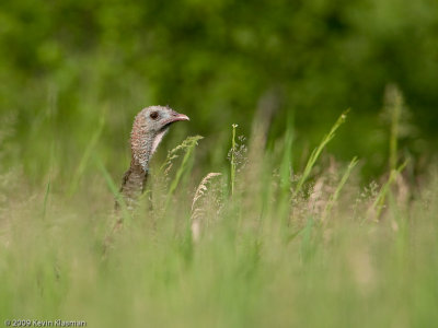 Wild Turkey