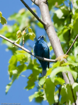 Indigo Bunting